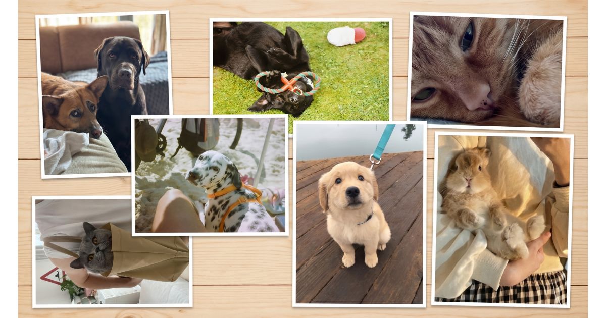 Polaroid-style photo collage of dogs, cats, and a rabbit owned by DINK couples, celebrating National Pet Day 2026 and the central role pets play in the childfree lifestyle