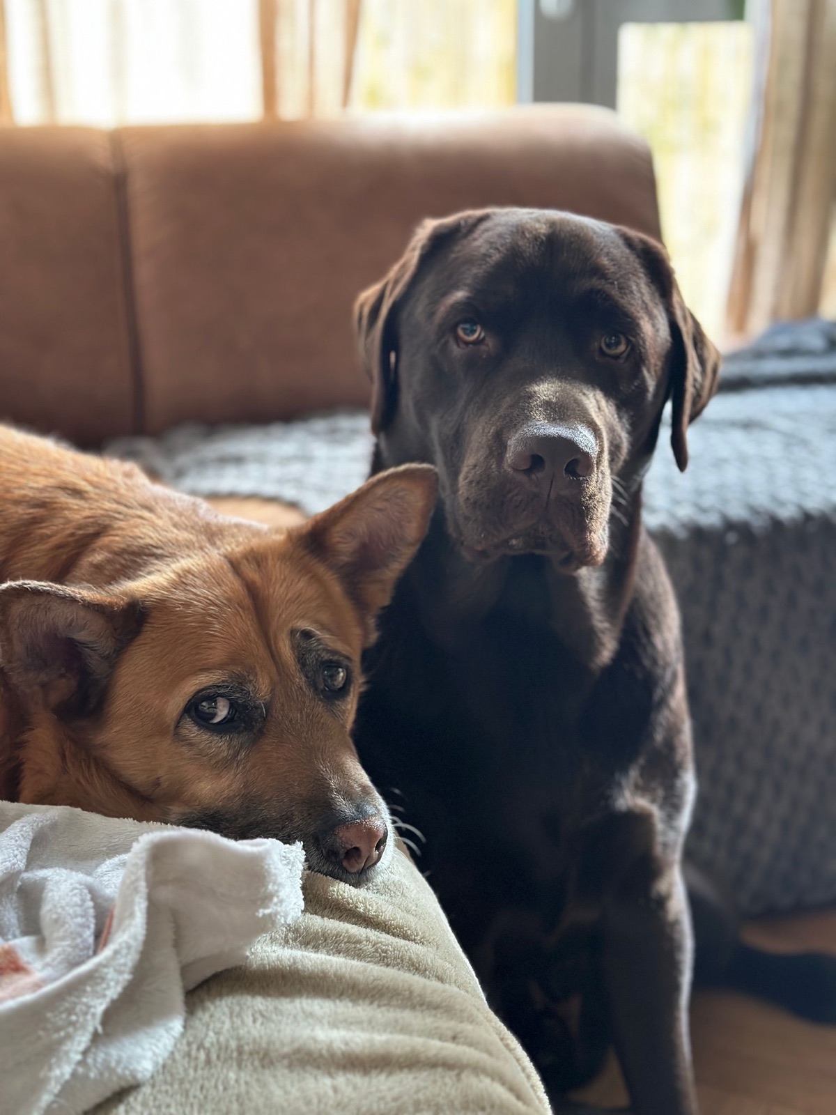Roscoe and Remy, the two dogs of DINK Social founders Charlie and Ali, celebrating National Pet Day